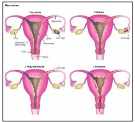 Apakah Normal Menstruasi Anda?