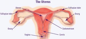 Ukuran Normal Uterus
